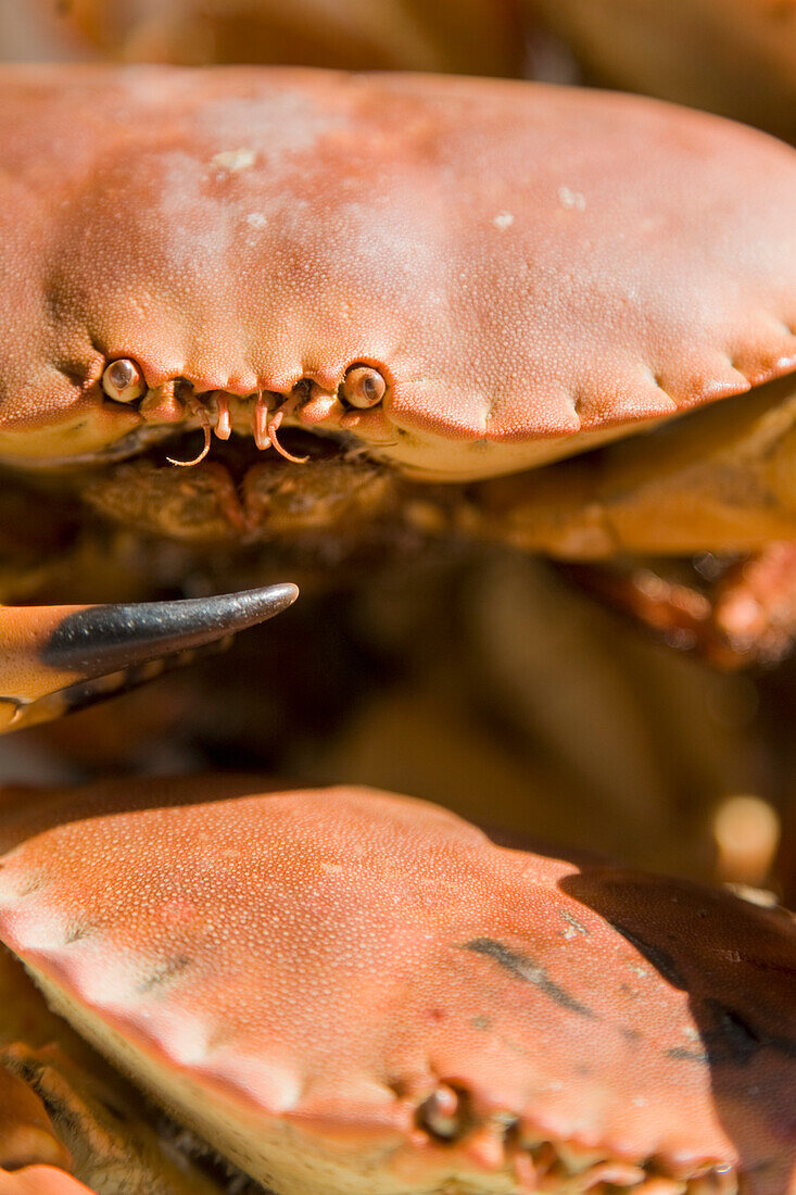 Extreme Nahaufnahme von Krabbe und Krabbenschere