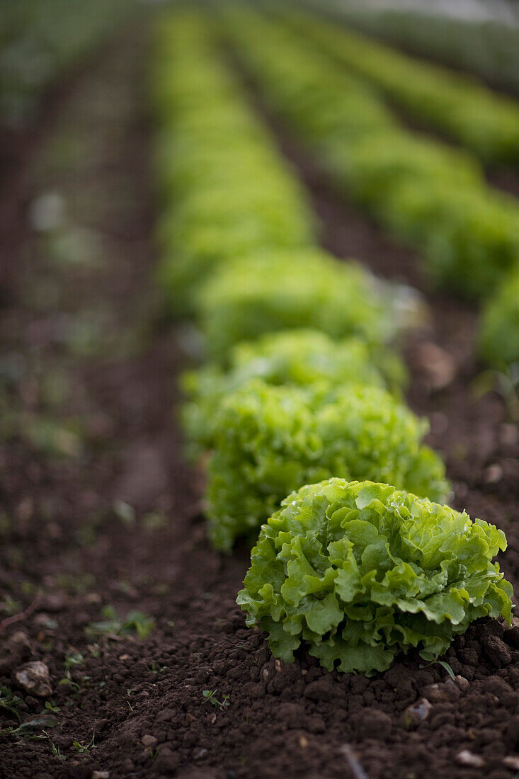 Rows of lettuce in greenhouse\n