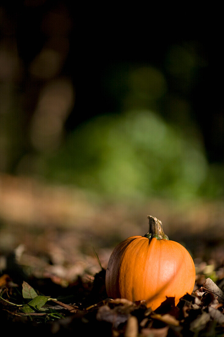 Close up of orange pumpkin on ground\n