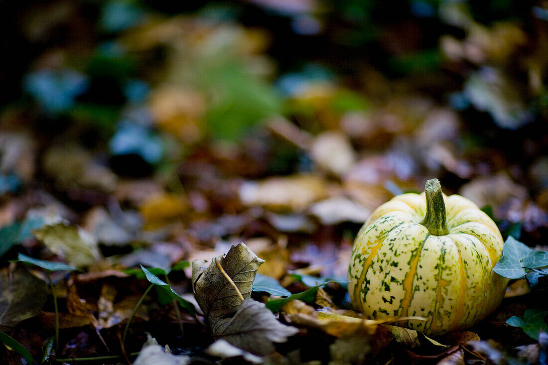 Close up of yellow pumpkin on ground\n