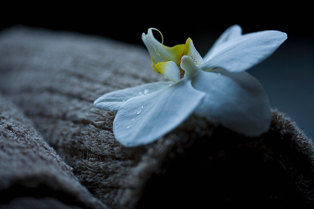 Nahaufnahme einer weißen Blume auf einem braunen Handtuch
