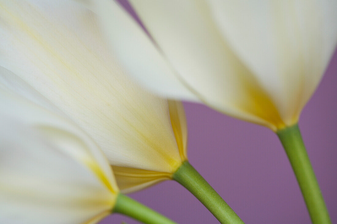 Weiße Blumen auf lila Hintergrund