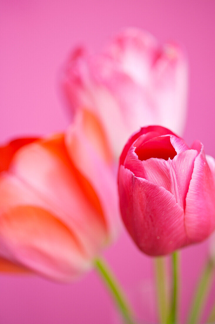 Close up of pink tulips\n