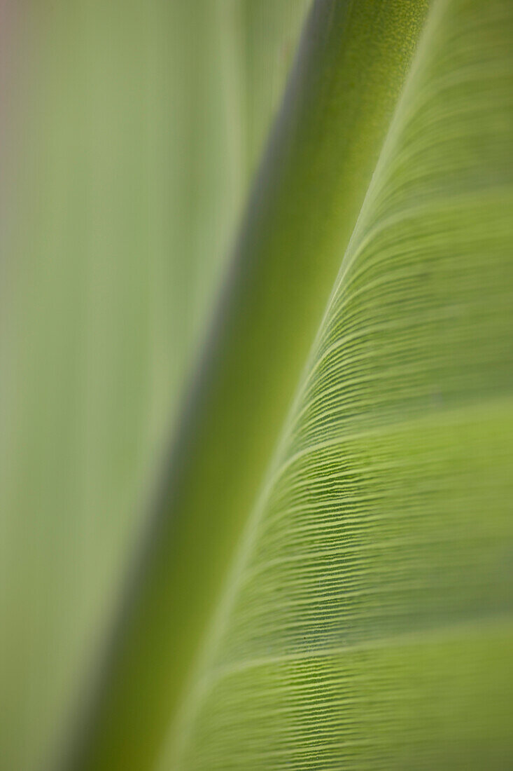 Extreme close up of banana leaf (genus Musa)\n