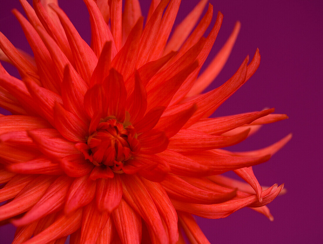 Close up of red dahlia\n