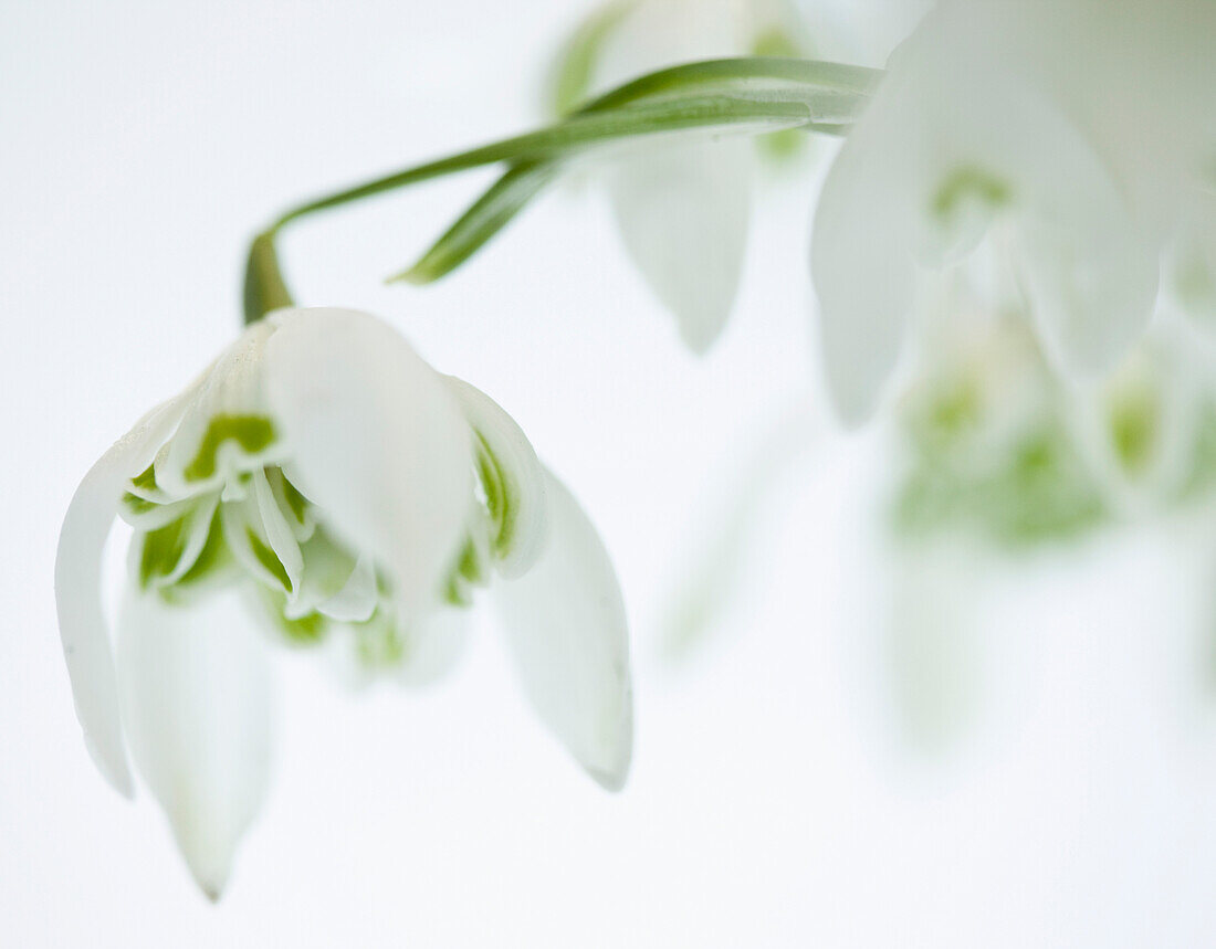 Close up of double snowdrops\n