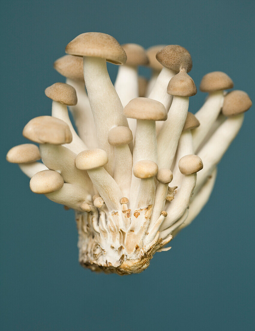 Pilze auf blauem Hintergrund