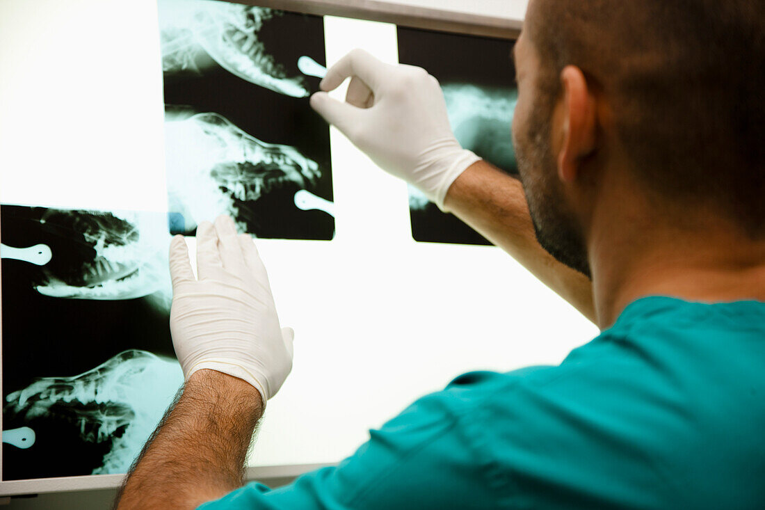 Rückenansicht eines Tierarztes bei der Röntgenaufnahme