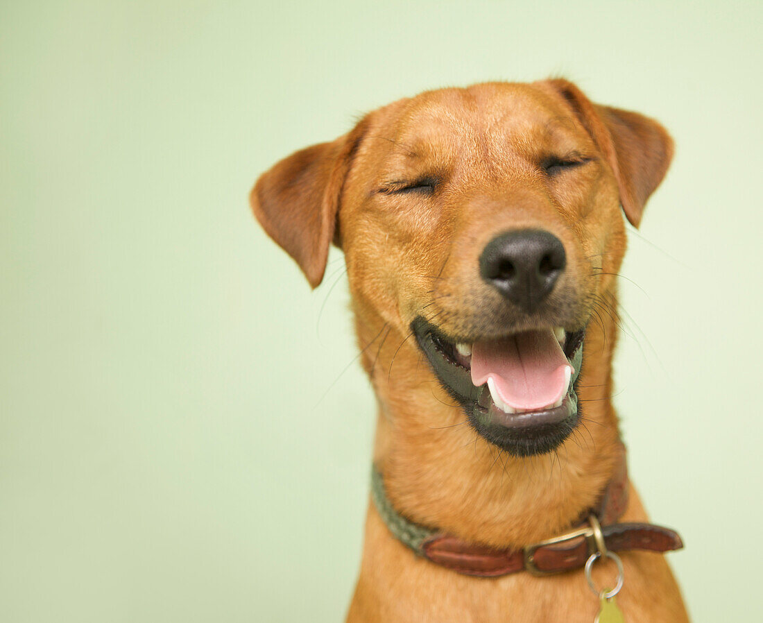 Close up of a smiling dog\n