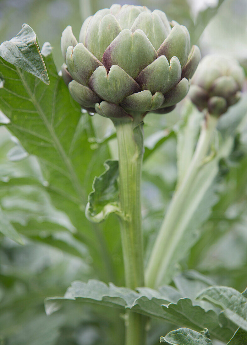 Nahaufnahme von Grüner Artischocke