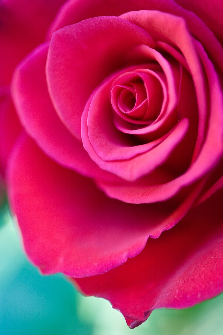 Close up of a dark pink rose\n