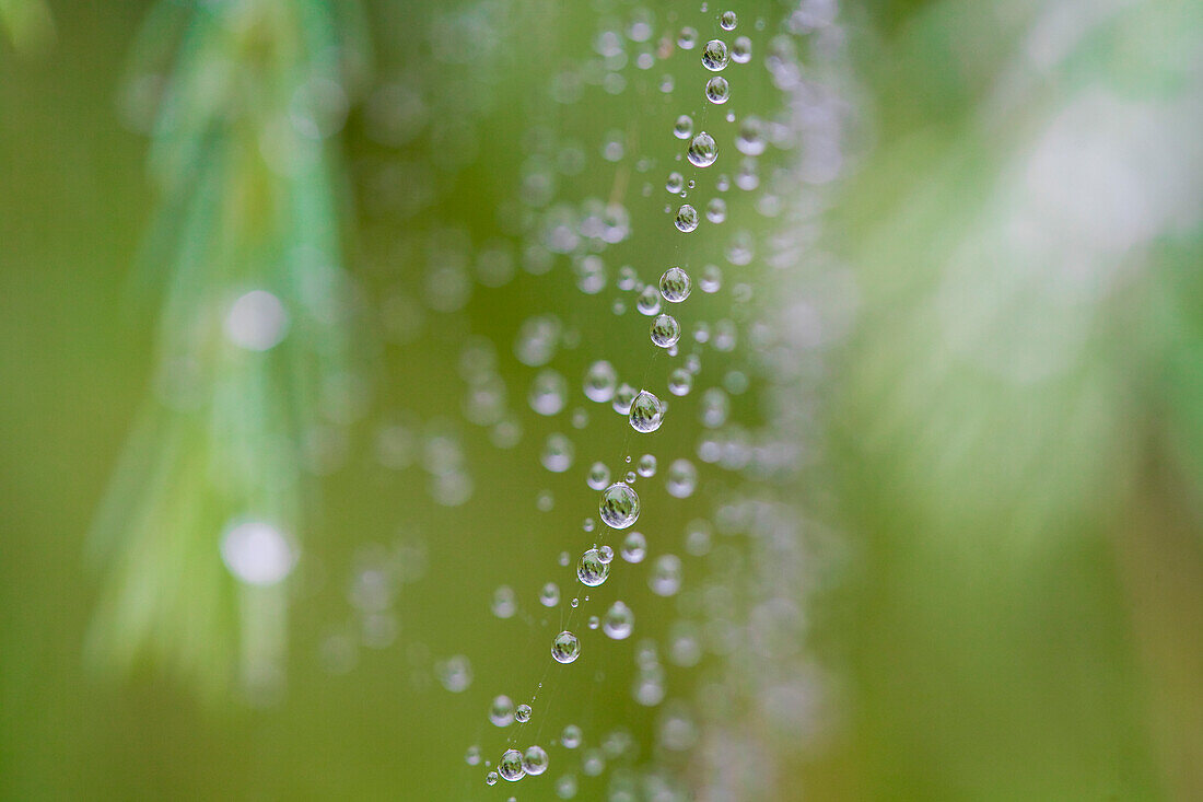 Close up of rain drops over cobwebs\n