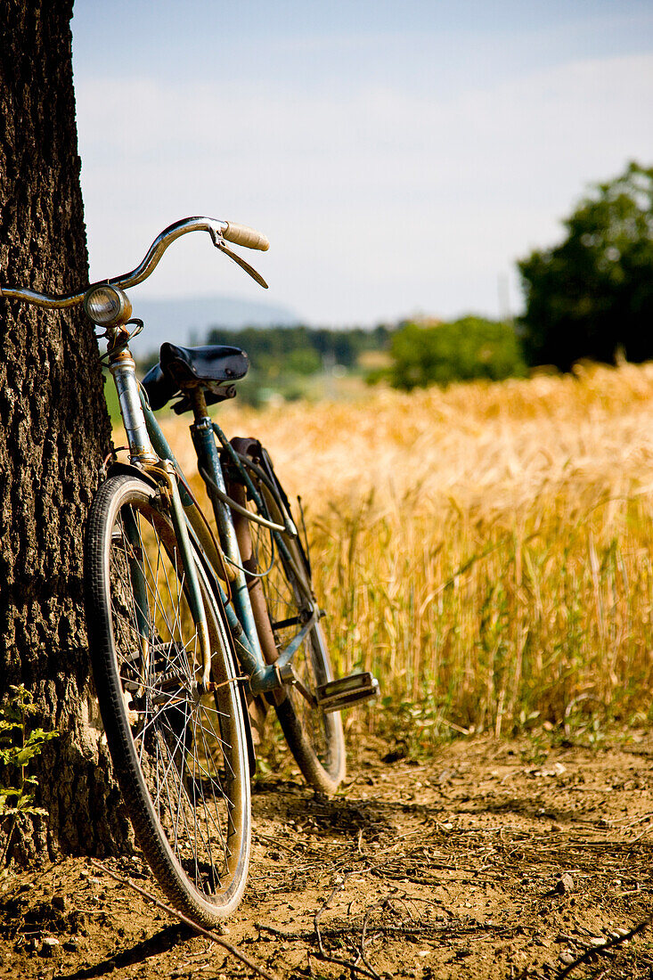 Bicycle leaning on a tree next to sundrenched wheat field\n