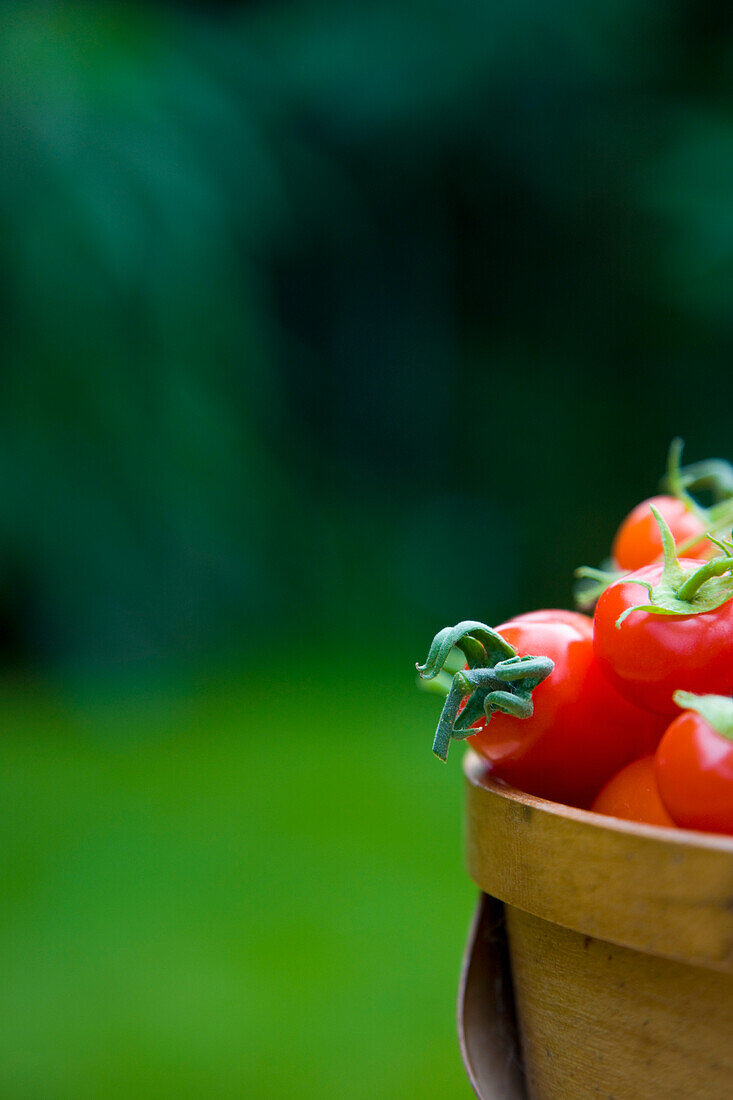 Close up of hand picked cherry tomatoes in a basket\n