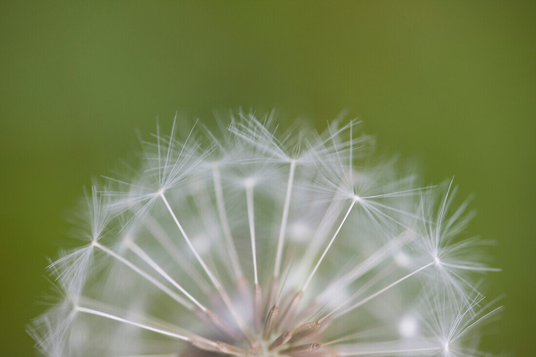Close up of a dandelion clock\n