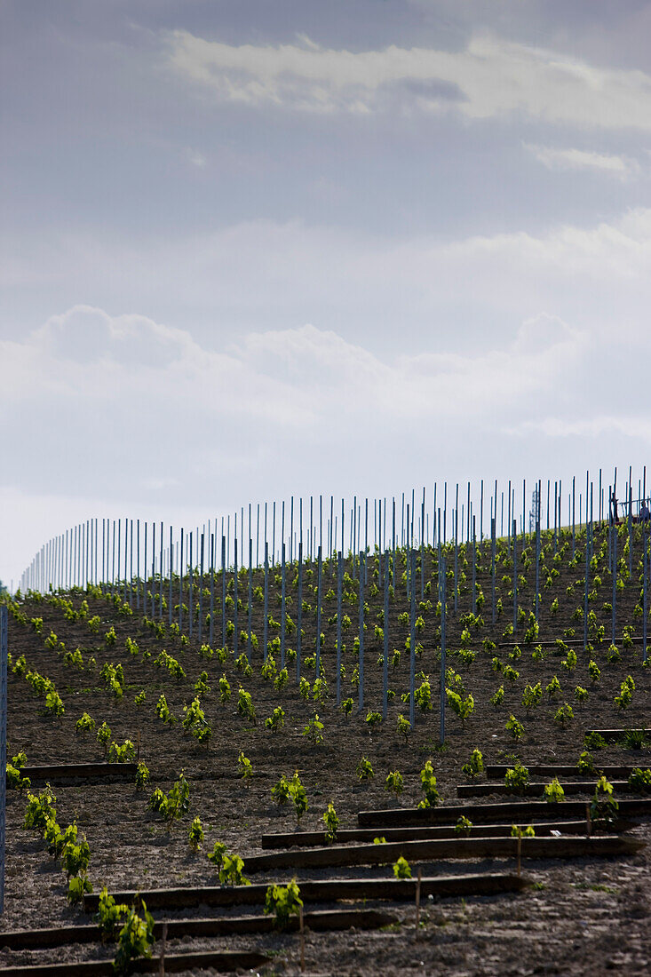 Rows of vine seedlings and support poles\n