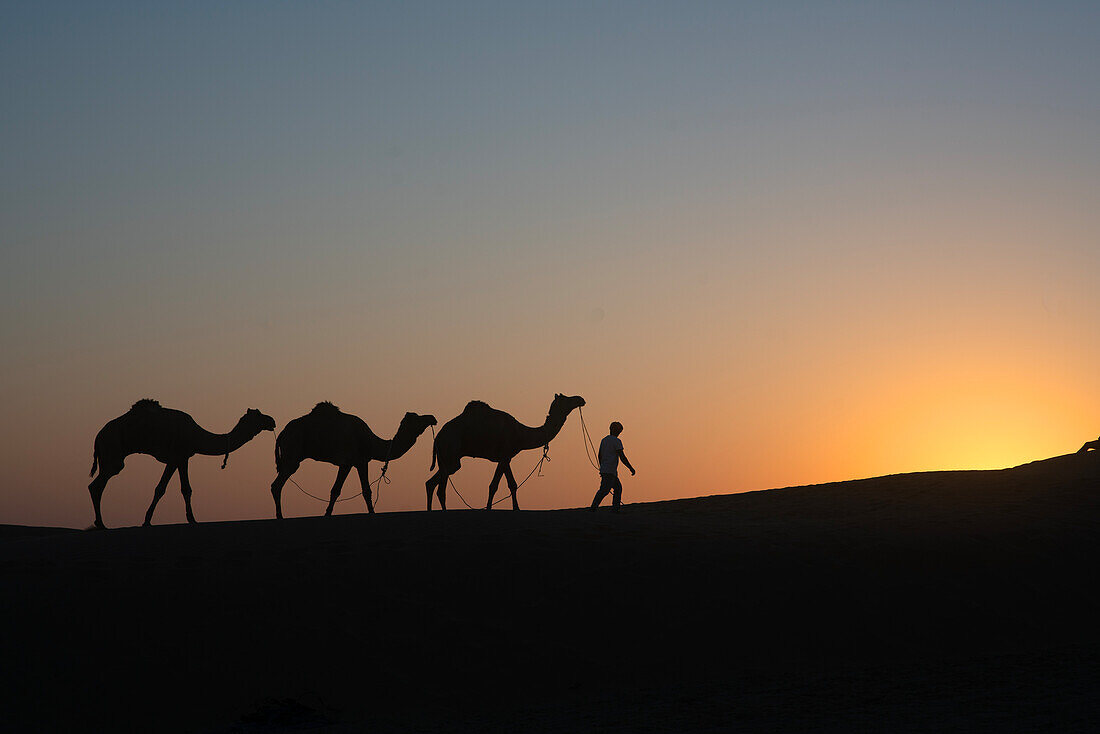 Silhouette eines Mannes mit drei Kamelen auf einer Sanddüne bei Sonnenuntergang, Jaisalmer, Rajasthan, Indien