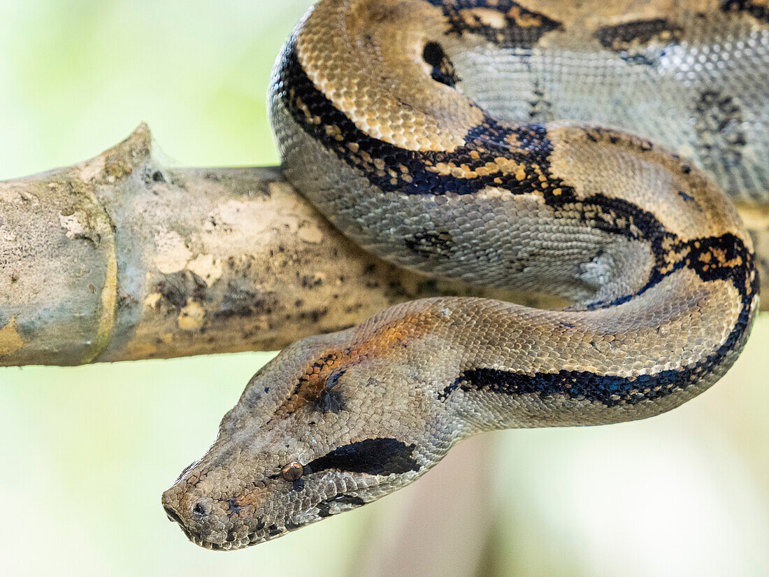 An adult Central American boa (Boa imperator) during the day, Caletas, Costa Rica, Central America\n
