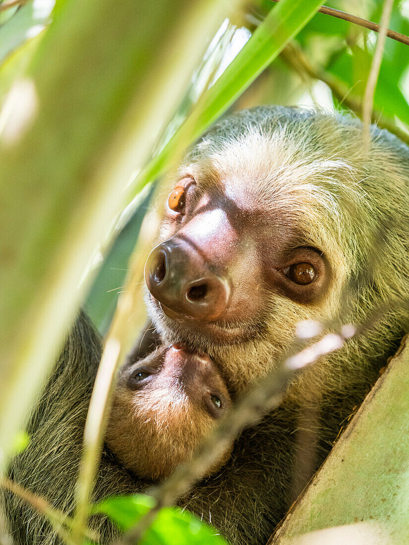 Ein erwachsenes Muttertier und sein Junges Hoffmanns Zweizahnfaultier (Choloepus hoffmanni) in einem Baum am Playa Blanca, Costa Rica, Mittelamerika