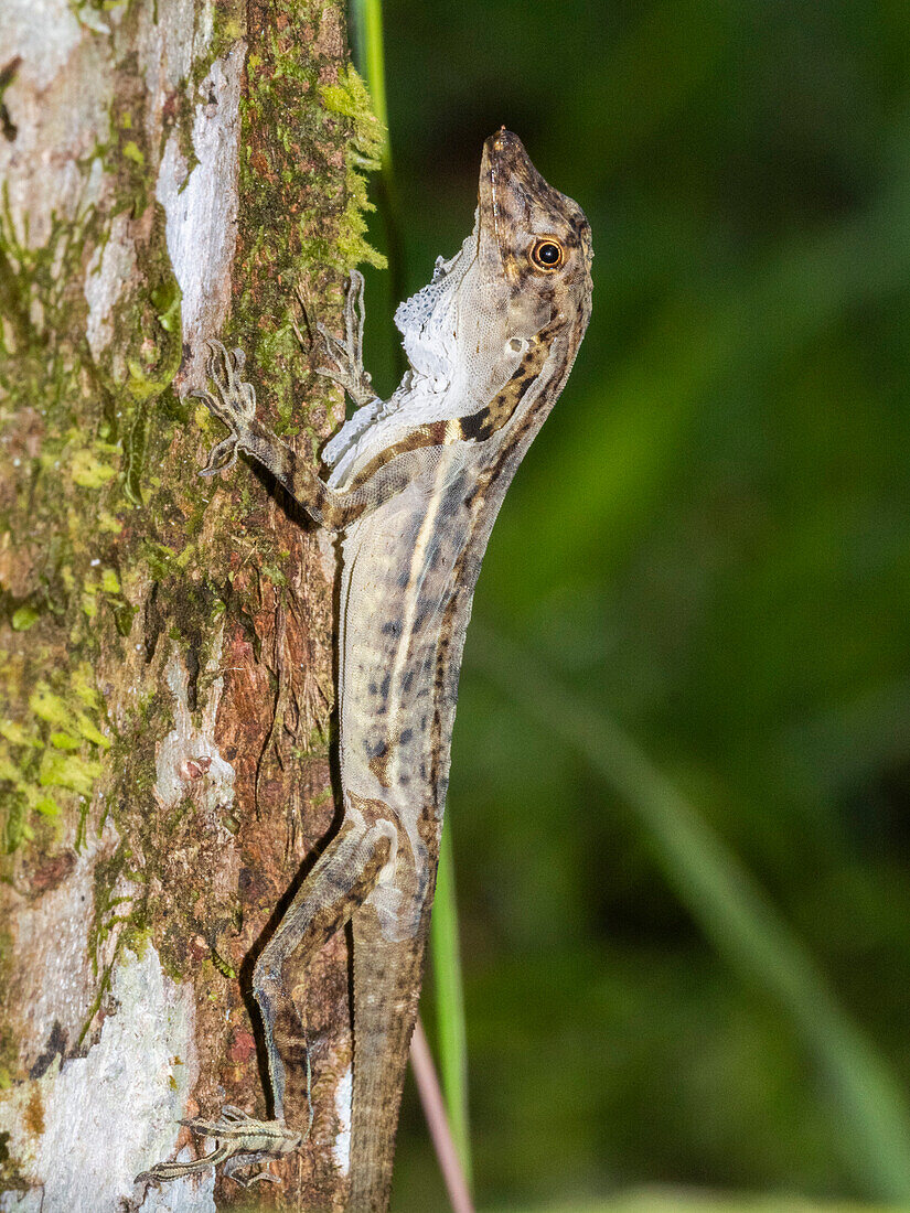 An adult border anole (Anolis limifrons) shedding its skin in a tree at Playa Blanca, Costa Rica, Central America\n