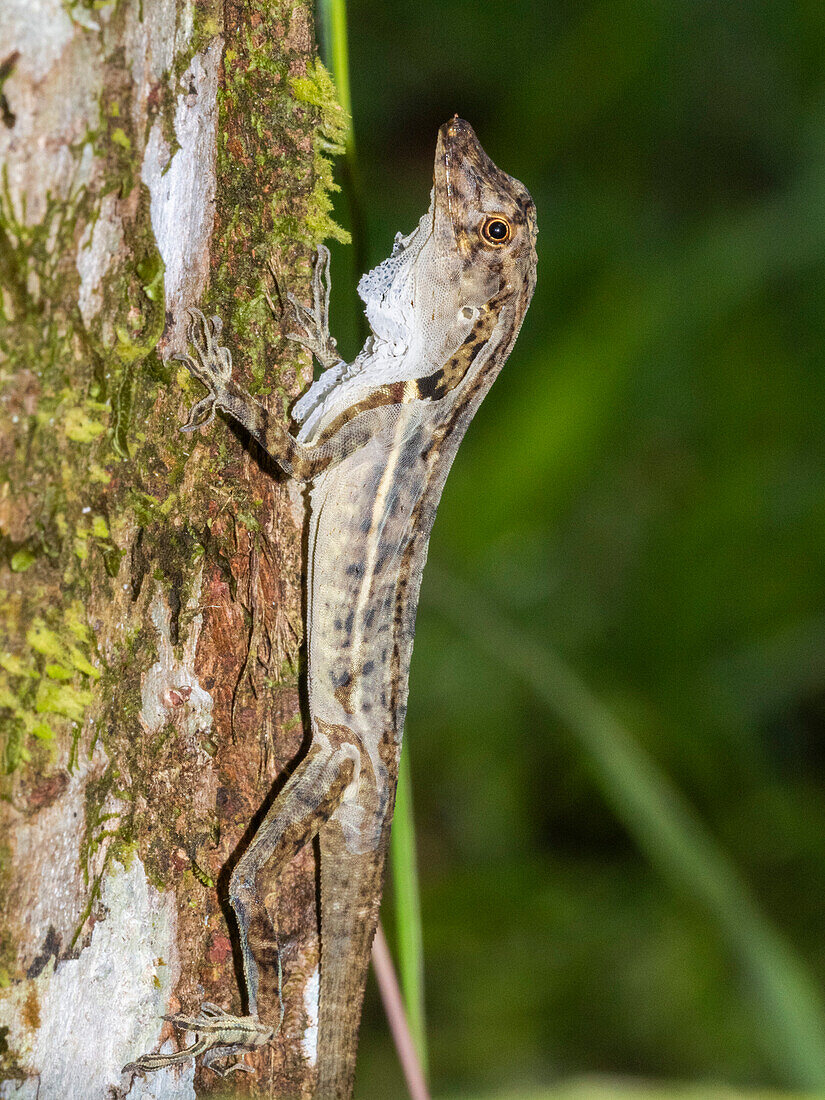 Eine ausgewachsene Grenzanolis (Anolis limifrons), die sich in einem Baum häutet, Playa Blanca, Costa Rica, Mittelamerika