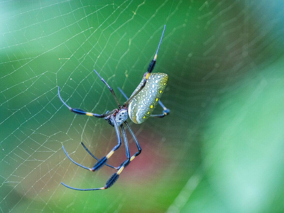 Eine ausgewachsene Goldseidenspinne (Trichonephila clavipes) in ihrem Netz, Caletas, Costa Rica, Mittelamerika
