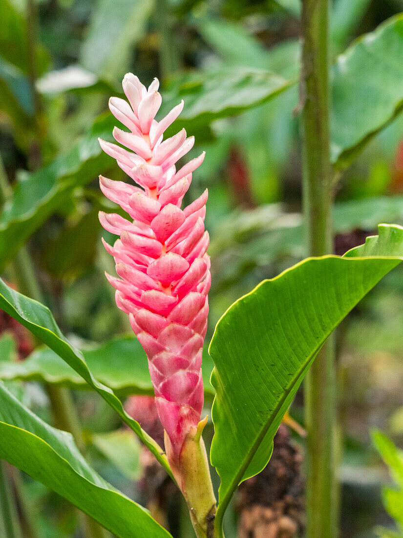 Red ginger (Alpinia purpurata) growing in the rainforest at Playa Blanca, Costa Rica, Central America\n