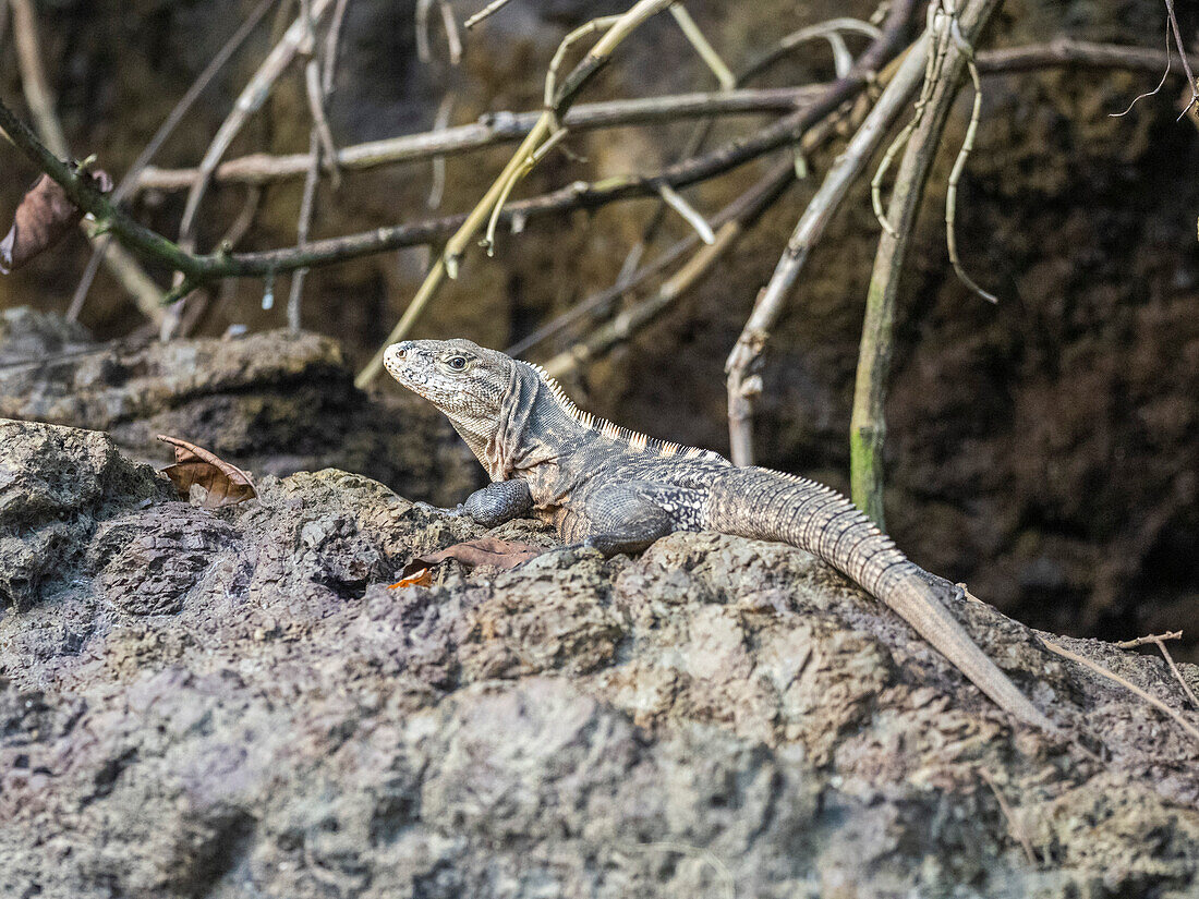 An adult black spiny-tailed iguana (Ctenosaura similis) basking in the sun, Caletas, Costa Rica, Central America\n