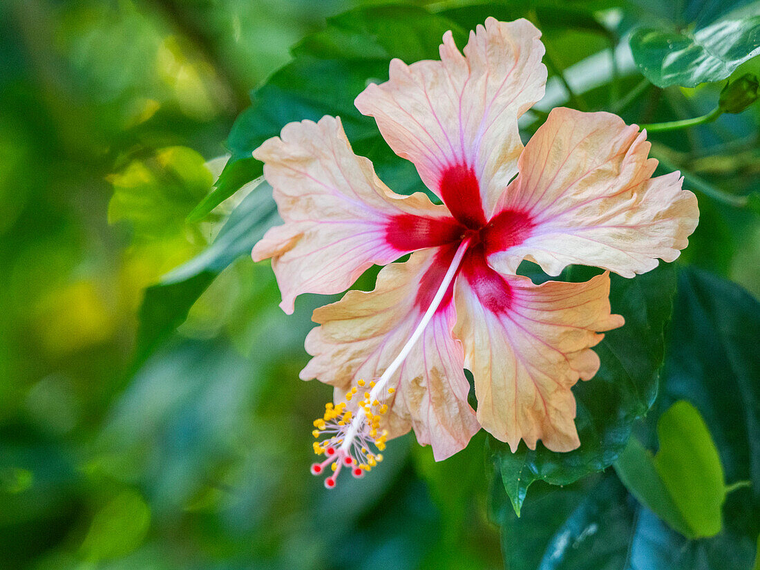 A Chinese hibiscus (Hibiscus rosa-sinensis) growing in the rainforest at Playa Blanca, Costa Rica, Central America\n