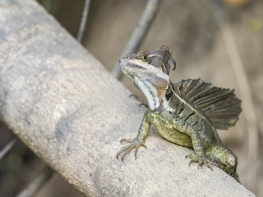 An adult male common basilisk (Basiliscus basiliscus) on a log next to a stream in Caletas, Costa Rica, Central America\n