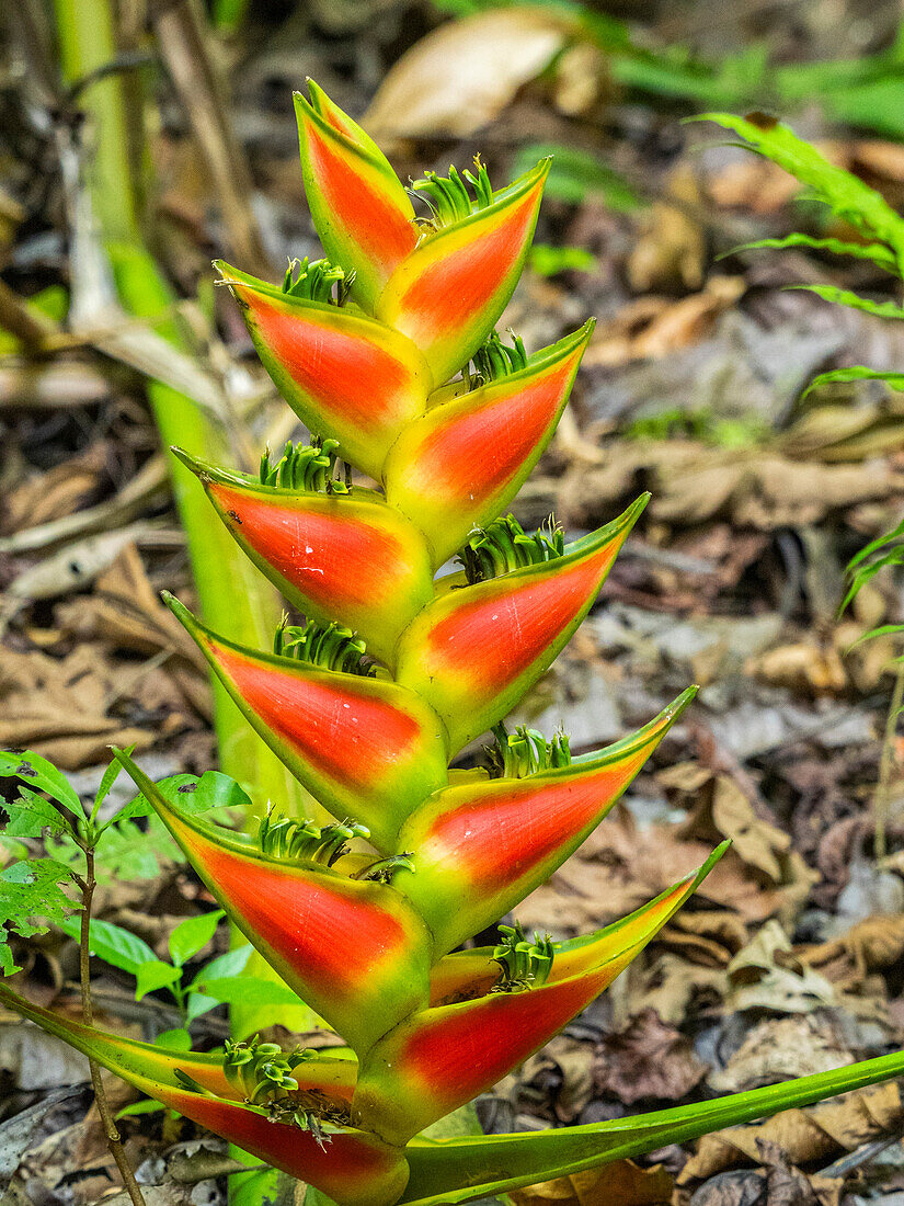 Eine Heliconia (Heliconia wagneriana), die gerade zu blühen beginnt, in Rio Seco, Costa Rica, Mittelamerika