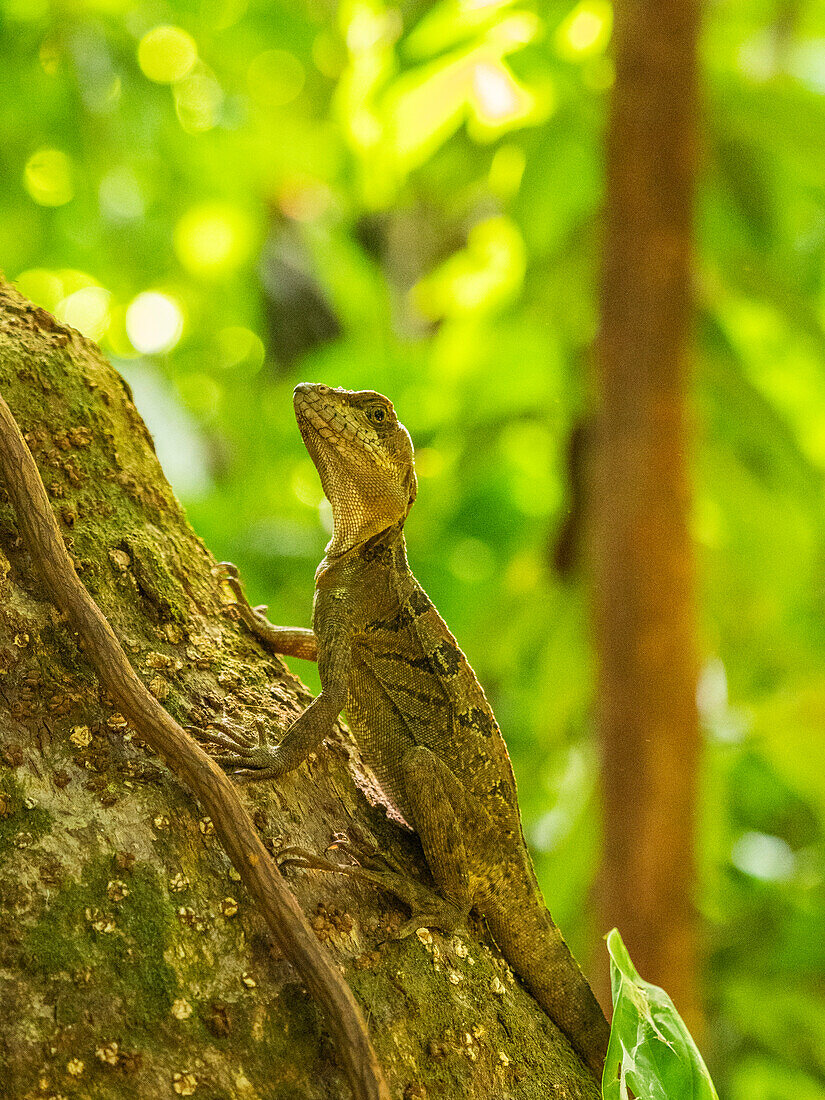 Ein jugendlicher Basilisk (Basiliscus basiliscus) auf einem Baum neben einem Bach in Caletas, Costa Rica, Mittelamerika