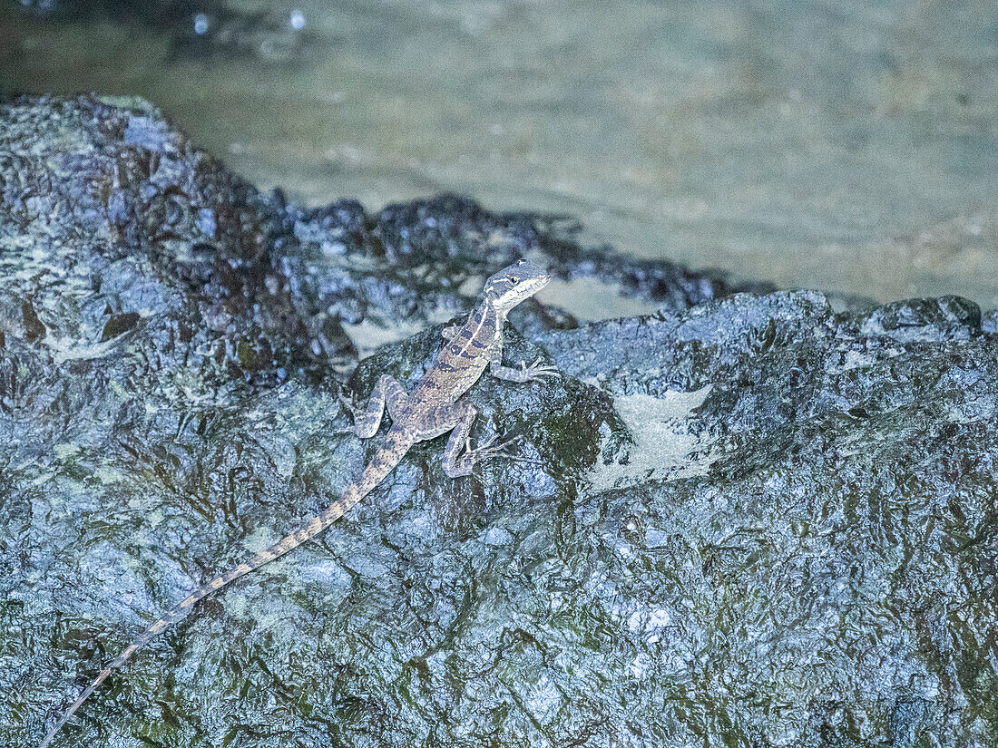 Ein erwachsener weiblicher Basilisk (Basiliscus basiliscus) auf einem Felsen neben einem Bach in Caletas, Costa Rica, Mittelamerika