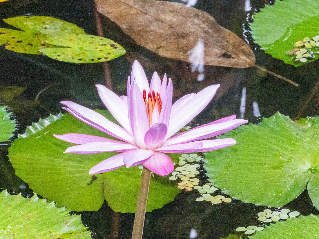 An Egyptian white water-lily (Nymphaea lotus) growing in the rainforest at Playa Blanca, Costa Rica, Central America\n