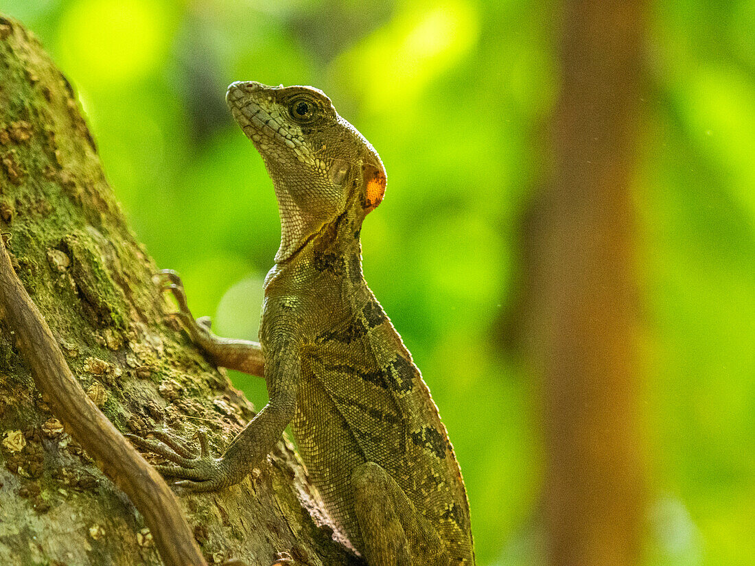 A juvenile male common basilisk (Basiliscus basiliscus) on a tree next to a stream in Caletas, Costa Rica, Central America\n