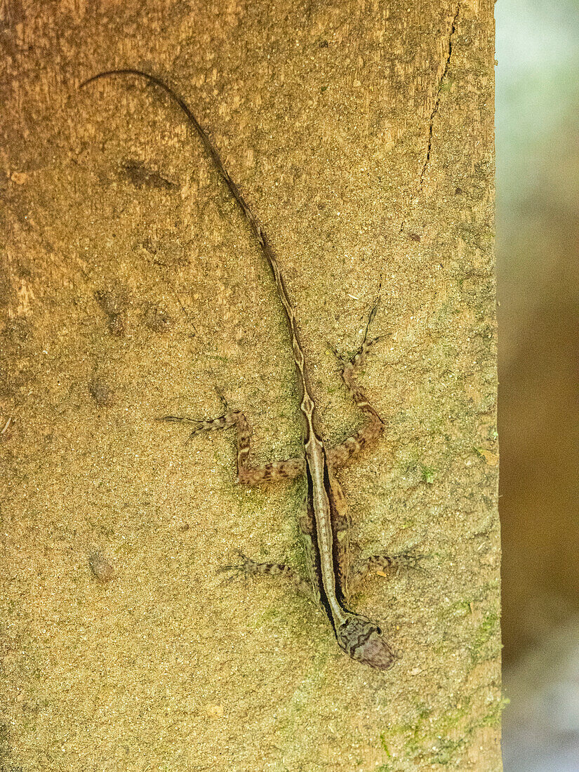 An adult Osa Anole (Anolis osa) during the day, Osa Peninsula, Costa Rica, Central America\n