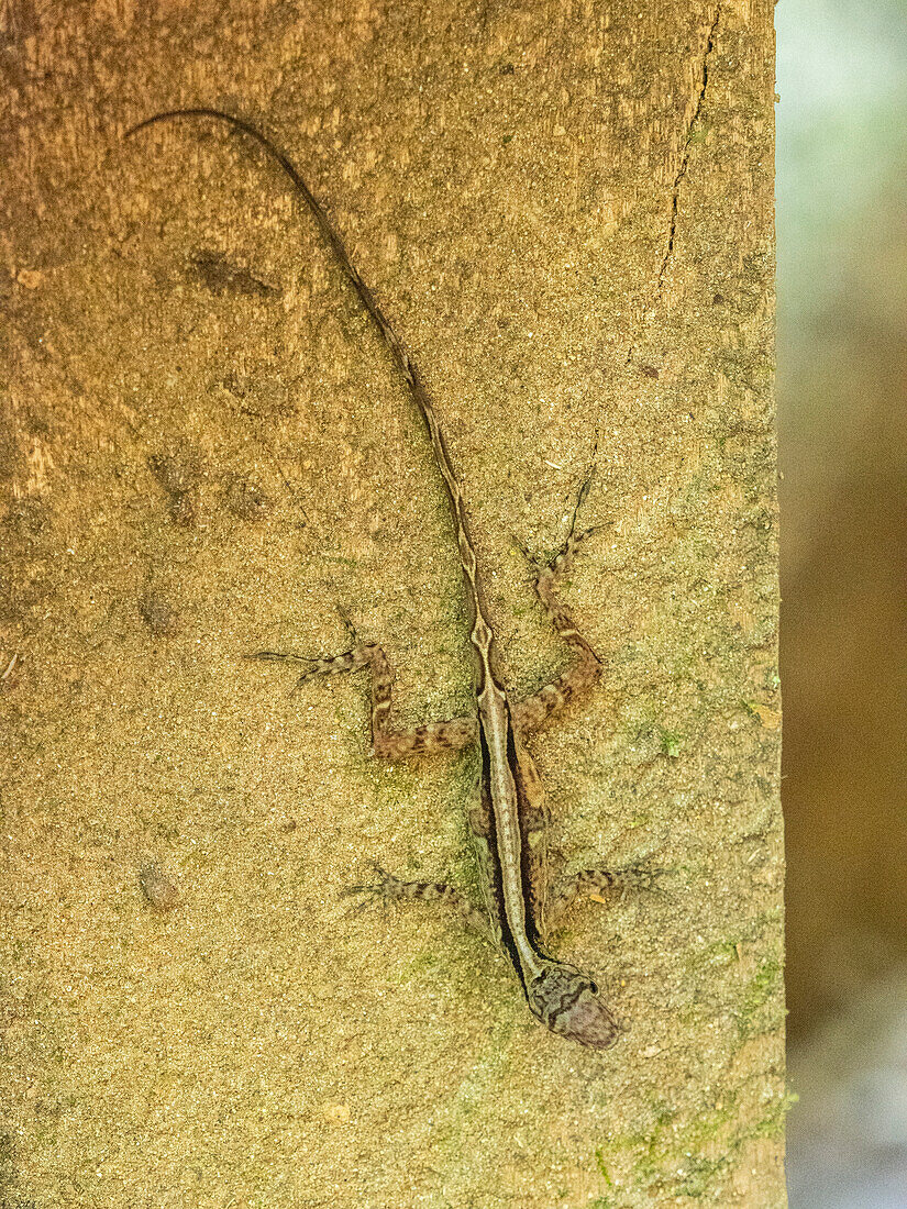 Eine erwachsene Osa-Anolis (Anolis osa) tagsüber, Osa-Halbinsel, Costa Rica, Mittelamerika