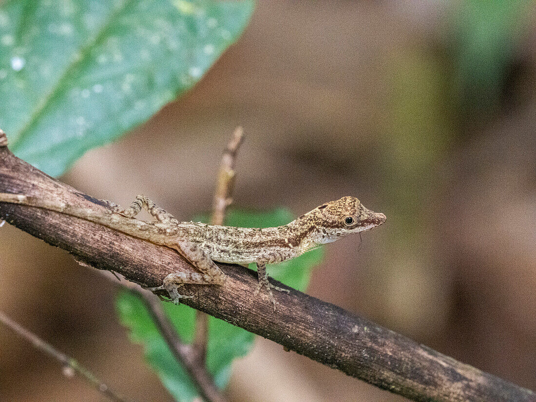 Eine erwachsene Grenzanolis (Anolis limifrons) in einem Baum am Playa Blanca, Costa Rica, Mittelamerika