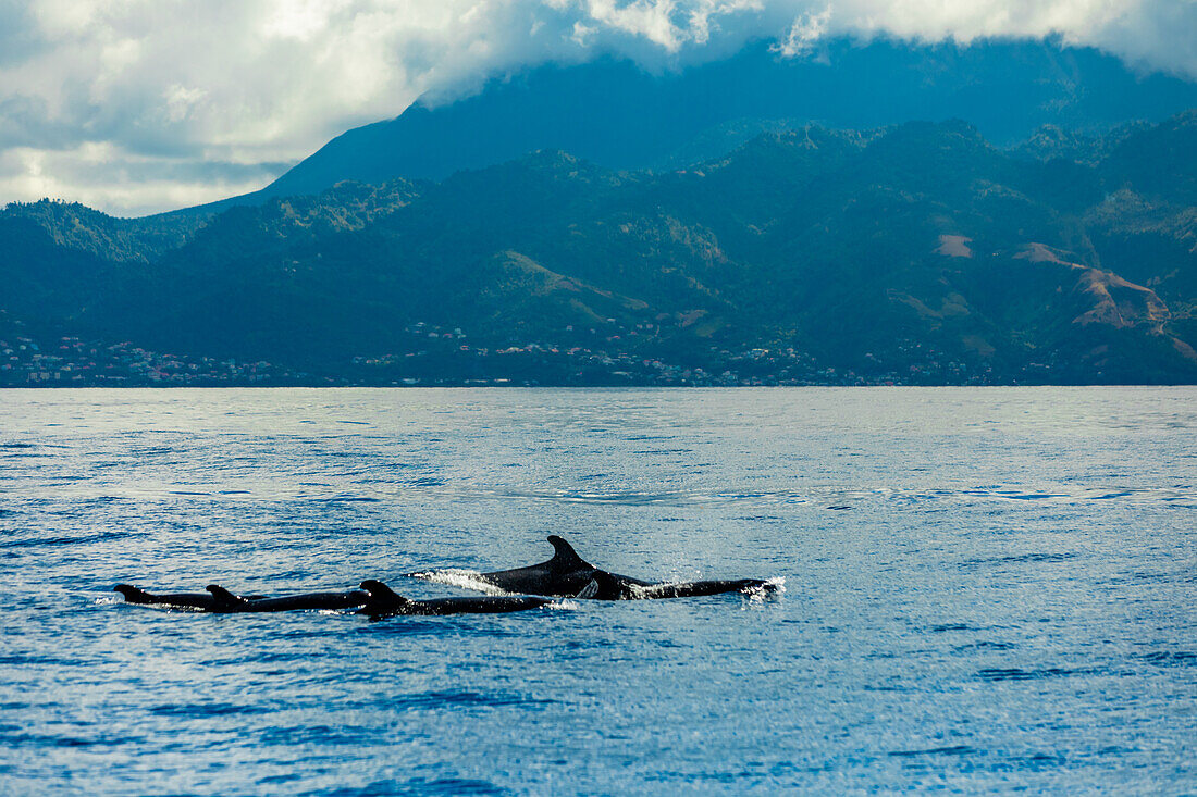 Waters with whales, Dominica, Windward Islands, West Indies, Caribbean, Central America\n