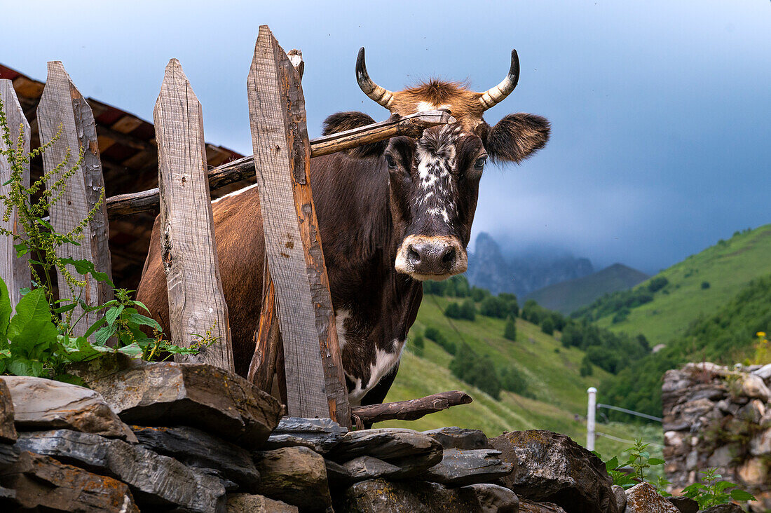 A local cow in a remote village nestled into the Caucasus mountains, Svaneti, Georgia, Central Asia, Asia\n