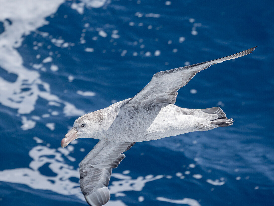 Ein erwachsener nördlicher Riesensturmvogel (Macronectes halli) im Flug in der Drake Passage, Argentinien, Südamerika