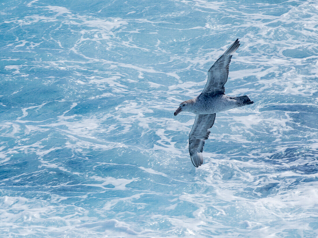 Ein erwachsener nördlicher Riesensturmvogel (Macronectes halli) im Flug in der Drake Passage, Argentinien, Südamerika