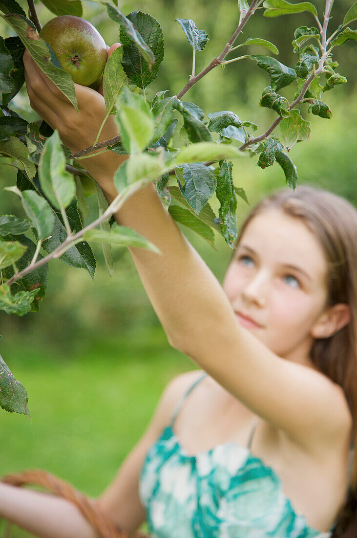 Teenaged girl picking an apple from apple tree\n