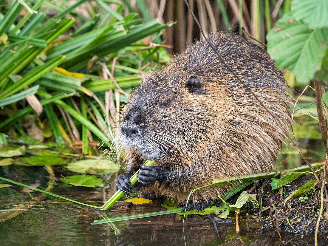 An adult nutria (Myocastor coypus), an invasive species introduced from South America, Spree Forest, Germany, Europe\n
