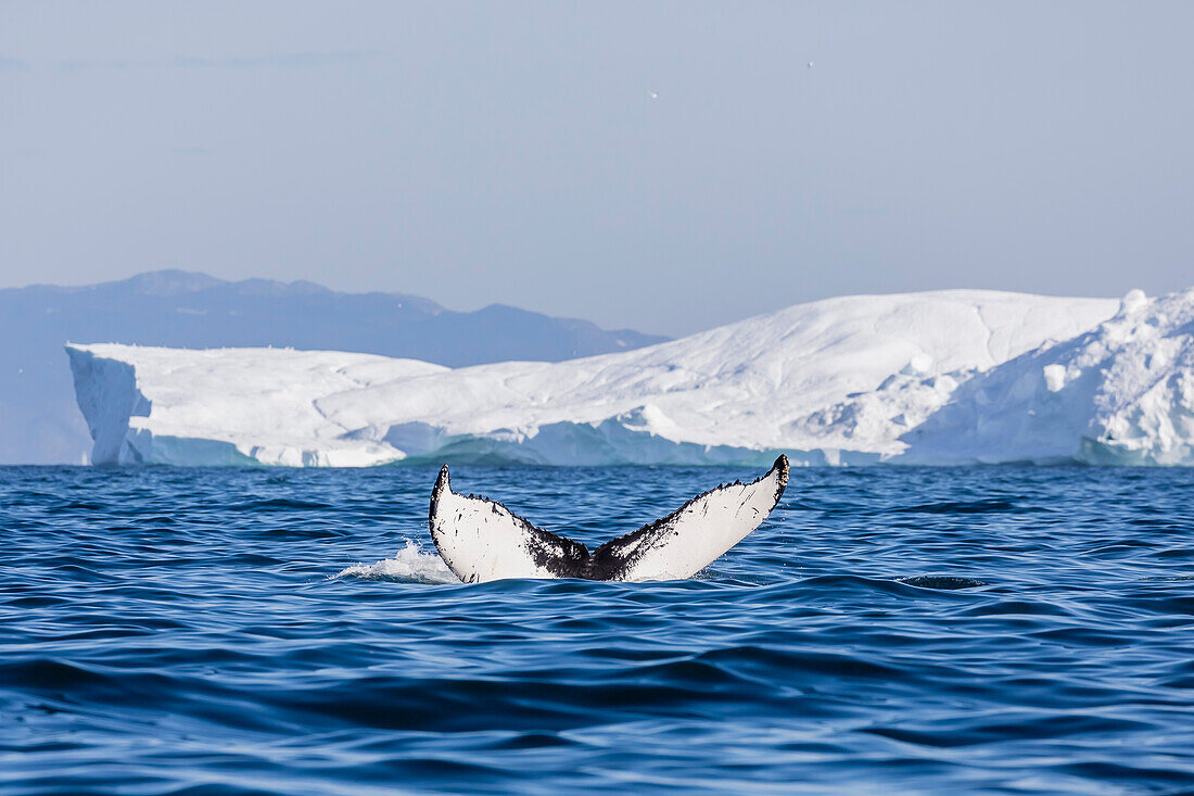 An adult humpback whale (Megaptera novaeangliae), flukes up dive amongst the icebergs of Ilulissat, Western Greenland, Polar Regions\n