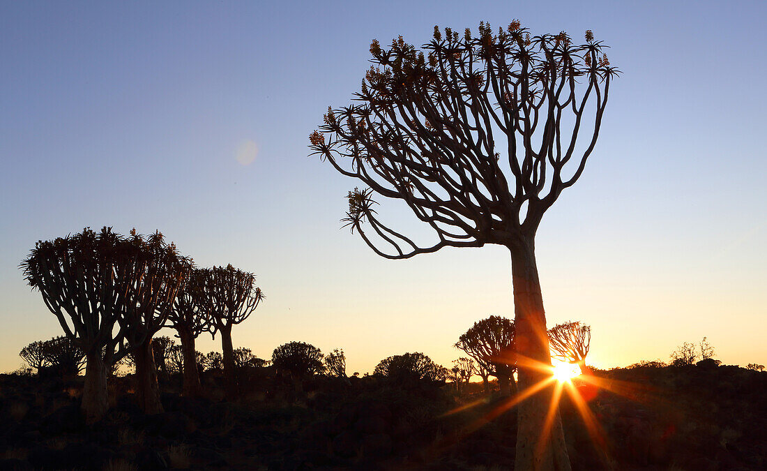 Quiver Tree Forest, Keetmanshoop, Southern Namibia, Africa\n