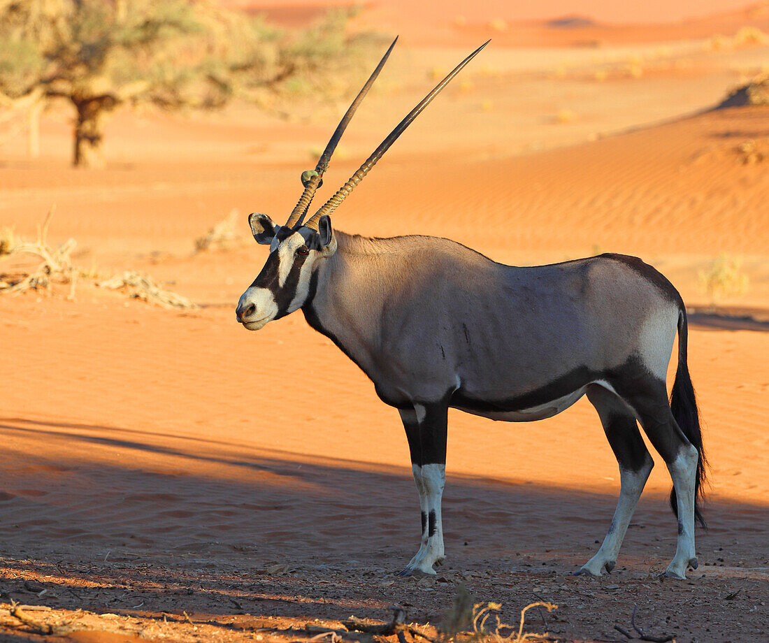 Oryx, Sossusvlei, Namibia, Africa\n