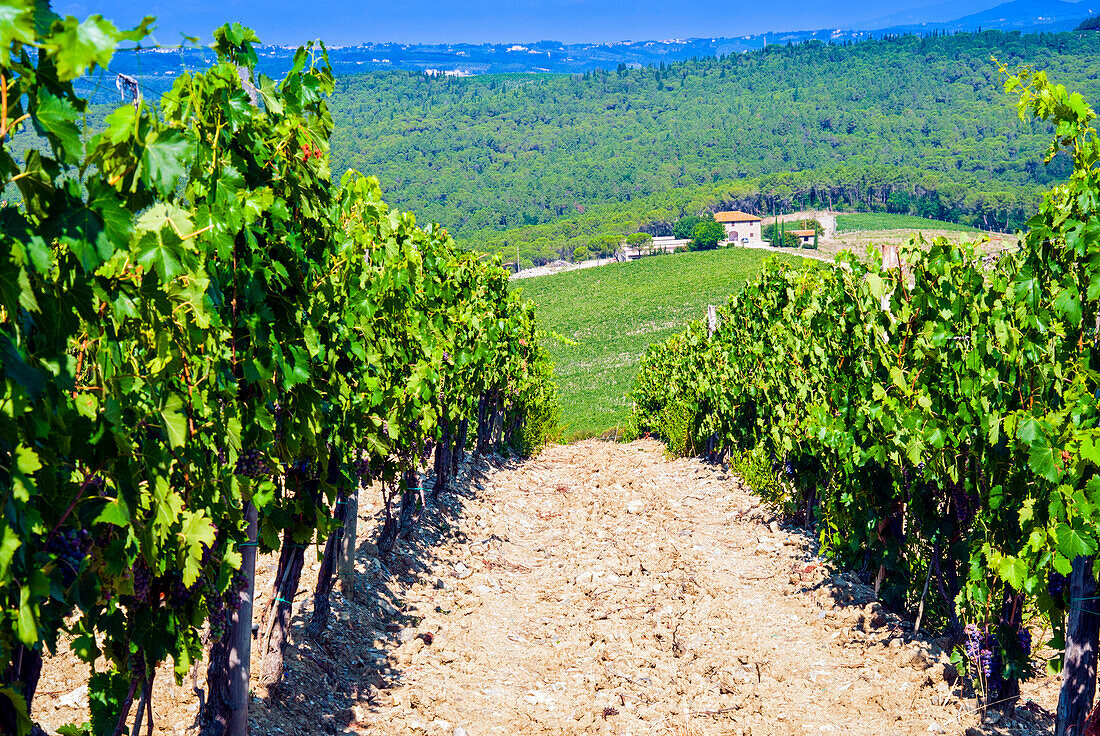 Vineyard, Strada in Chianti, Tuscany, Italy, Europe\n