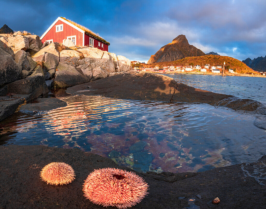 Colorful sea anemones on rocks framing a lone fisherman cabin at dawn, Reine, Lofoten Islands, Nordland, Norway, Scandinavia, Europe\n