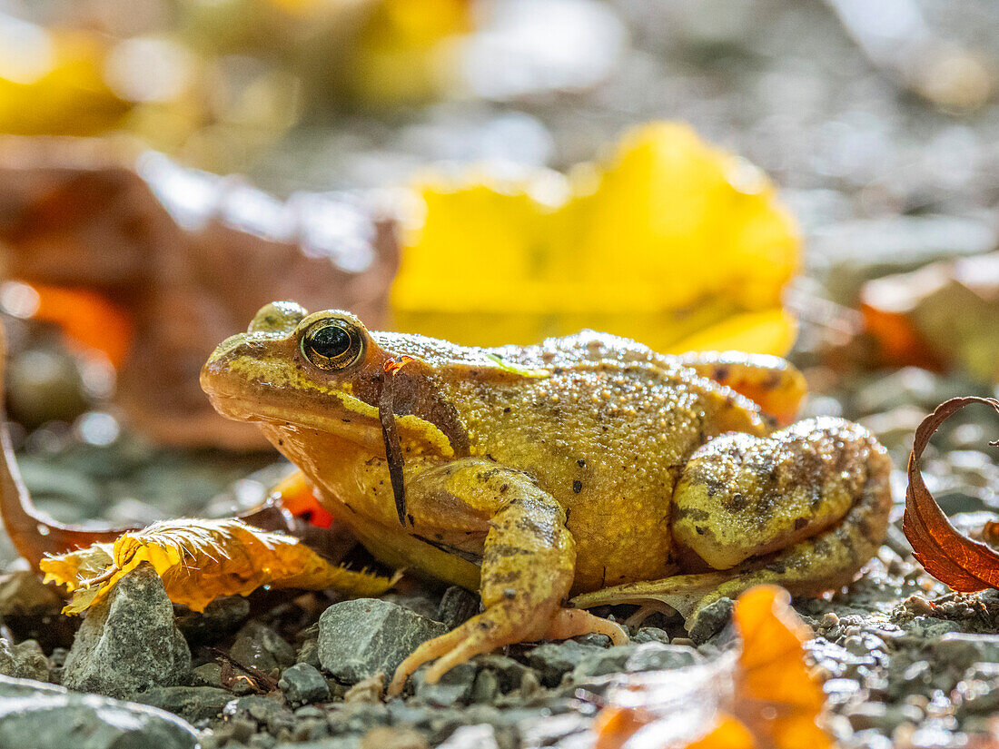 An adult European common frog (Rana temporaria) on the ground in Hainich National Park, Thuringia, Germany, Europe\n